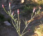 : - Porophyllum linaria