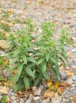 Echter Steinsame - Lithospermum officinale