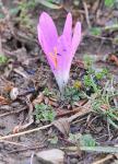 Berg-Zeitlose - Colchicum montanum