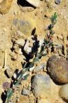 : - Polygonum aviculare subsp. depressum