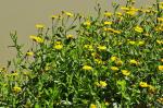 Großes Flohkraut - Pulicaria dysenterica