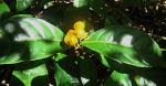 : - Psychotria racemosa