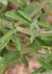Haargliedkraut - Sideritis hirsuta