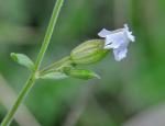 Weiße Lichtnelke - Silene latifolia