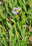 Sumpf-Veilchen - Viola palustris