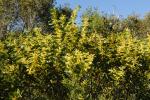 : - Acacia longifolia subsp. sophorae
