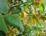 : - Rhynchosia minima