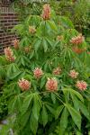 Georgia-Rosskastanie - Aesculus sylvatica