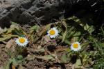 : - Bellis longifolia