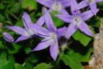 : - Campanula garganica subsp. cephallenica