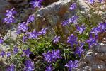 : - Campanula spatulata subsp. filicaulis