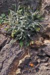 : - Centaurea poculatoris