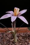 : - Crocus oreocreticus