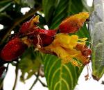 : - Sanchezia speciosa