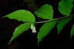 : - Prosartes smithii
