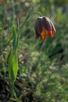 : - Fritillaria mutabilis