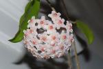 : - Hoya commutata