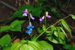 Frühlings-Platterbse - Lathyrus vernus