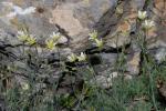 : - Minuartia wettsteinii