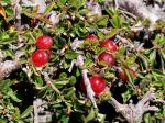 Niederliegende Kirsche - Prunus prostrata