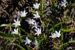 : - Scilla nana