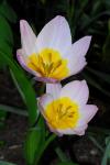Felsen-Tulpe - Tulipa saxatilis