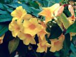 Buschige Goldtrompete - Allamanda schottii