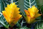 : - Aphelandra squarrosa