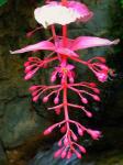 Medinilla - Medinilla magnifica