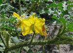 Stachel-Nachtschatten - Solanum rostratum