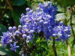 : - Dichroa febrifuga