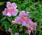 Rosa Trompetenwein - Podranea ricasoliana