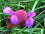 : - Tillandsia cyanea