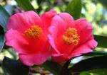 : - Camellia hongkongensis