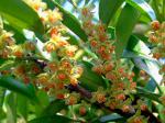 : - Eurya chinensis