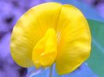 : - Arachis duranensis