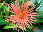 : - Gerbera jamesonii