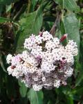:-Stevia lucida