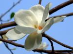 Yulan-Magnolie - Magnolia denudata