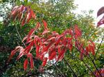 : - Triadica cochinchinensis