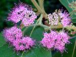 : - Callicarpa nudiflora