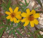 Zitronen-Tagetes - Tagetes lemmonii