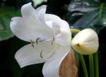 Busch-Hakenlilie-Crinum moorei