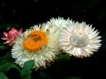 Garten-Strohblume - Helichrysum bracteatum