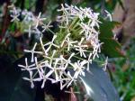: - Ixora parviflora