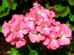 : - Pelargonium hortorum