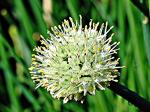 Winterzwiebel - Allium fistulosum