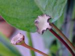 : - Dorstenia elata