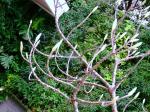 : - Ficus subpisocarpa