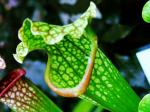 Weiße Schlauchpflanze - Sarracenia leucophylla